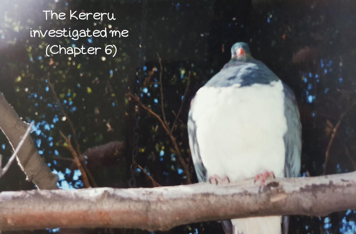 The Kereru investigated me (Chapter 6)